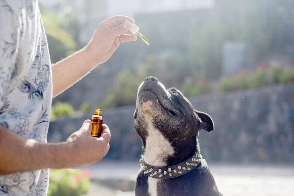 CBD for Pets